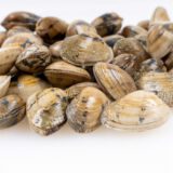 Almeja fina - Prueba web