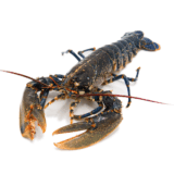 Bogavante - Prueba web