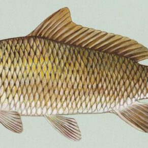 Carpa común - Prueba web