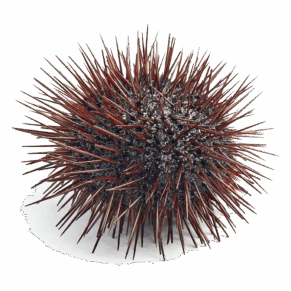 Erizo de mar - Prueba web