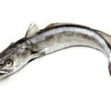 Merluza europea - Prueba web