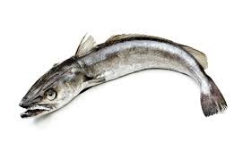 Merluza europea - Prueba web