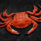 Nécora - Prueba web