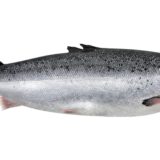 Salmón - Prueba web