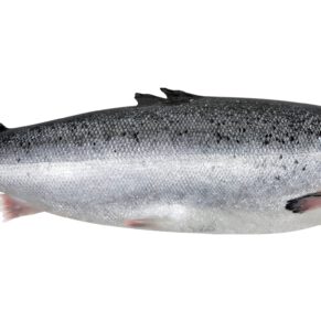 Salmón - Prueba web